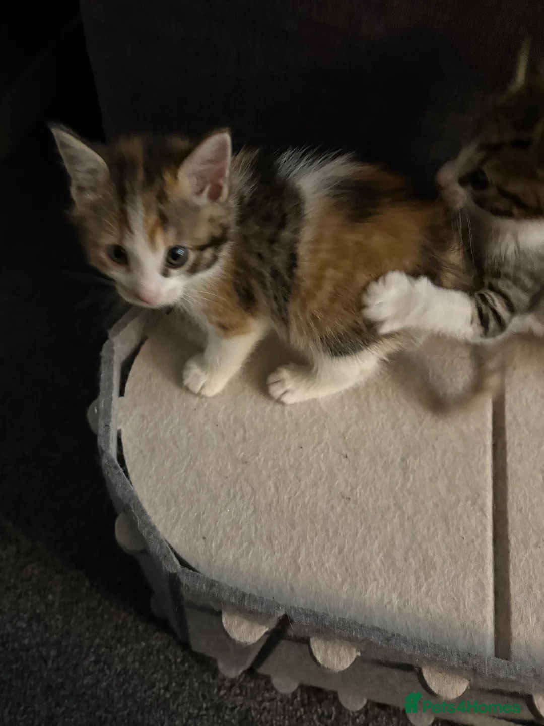 British Longhair cats for sale: Kittens Ready for sale - Advert 5