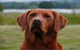 Labrador Retriever dogs for sale: Very dark Fox Red Labrador puppies - Image 3