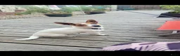 Jackapoo dogs for sale: 4 Jackpoo Puppies  - Advert 11