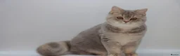 British Shorthair cats for sale: Retired Blue golden female British shorthair  - Advert 11