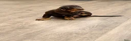Dachshund dogs for sale: Dachshund is your friend forever  - Advert 12