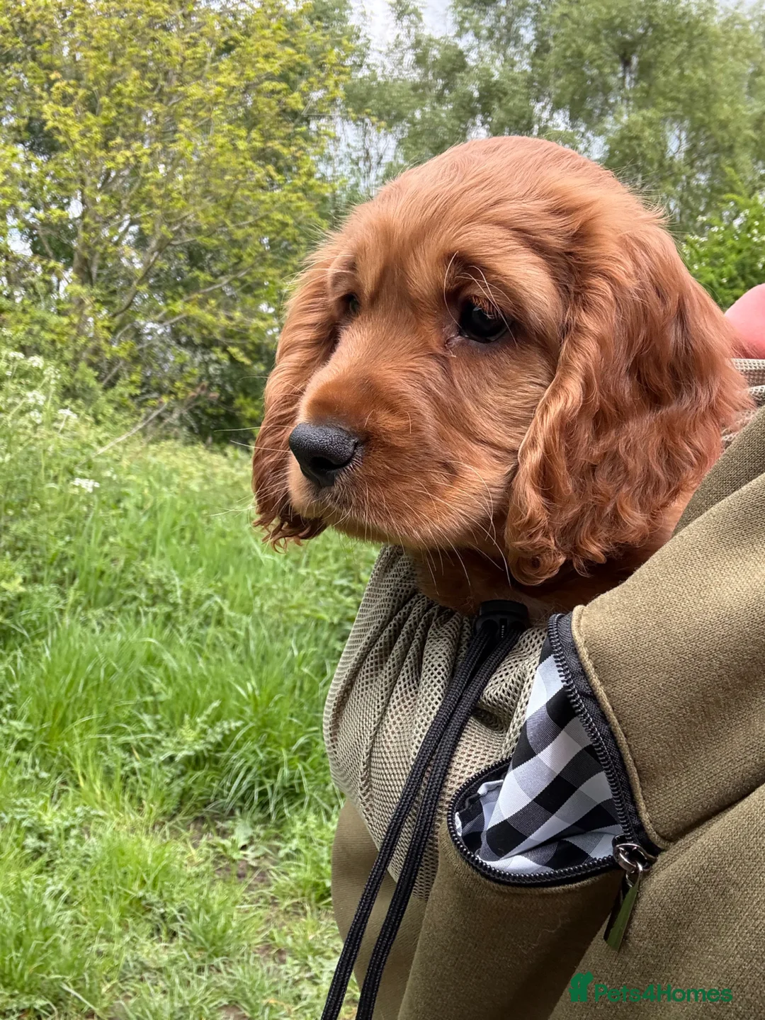 Cocker Spaniel dogs for sale: Gorgeous golden boy - Advert 7