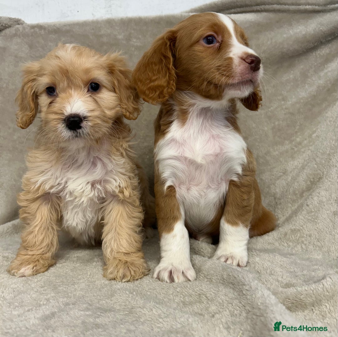 Cockapoo dogs for sale: Stunning cockapoo puppies  - Advert 21