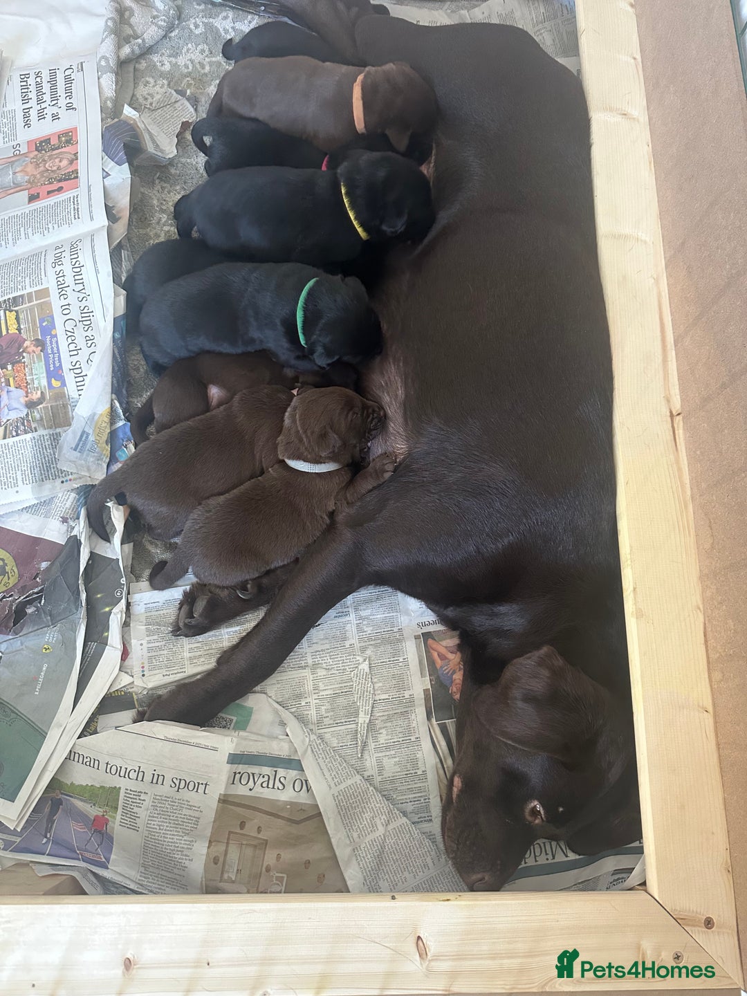 Labrador Retriever dogs for sale: Beautiful Labrador puppies - Advert 1