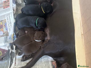 Labrador Retriever dogs Beautiful Labrador puppies - Advert 1