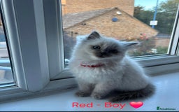 Ragdoll cats for sale: 💫 Blue Point Ragdoll Kittens 💫 - Image 11