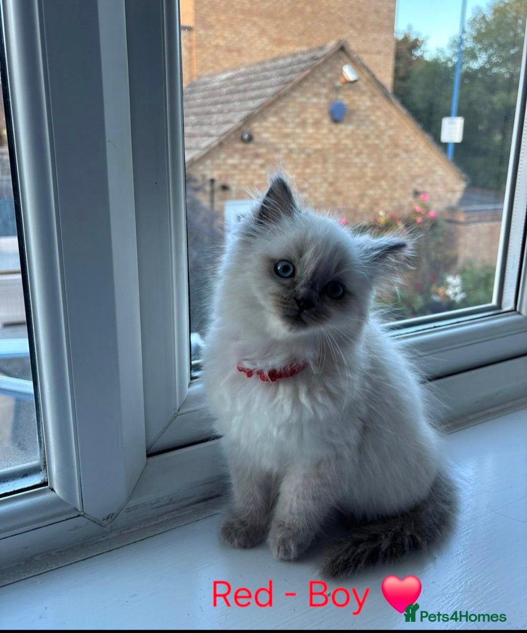 Ragdoll cats for sale: 💫 Blue Point Ragdoll Kittens 💫 - Image 11