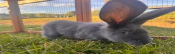 Continental Giant rabbits for sale: Pedigree giant breeding pair  - Advert 5