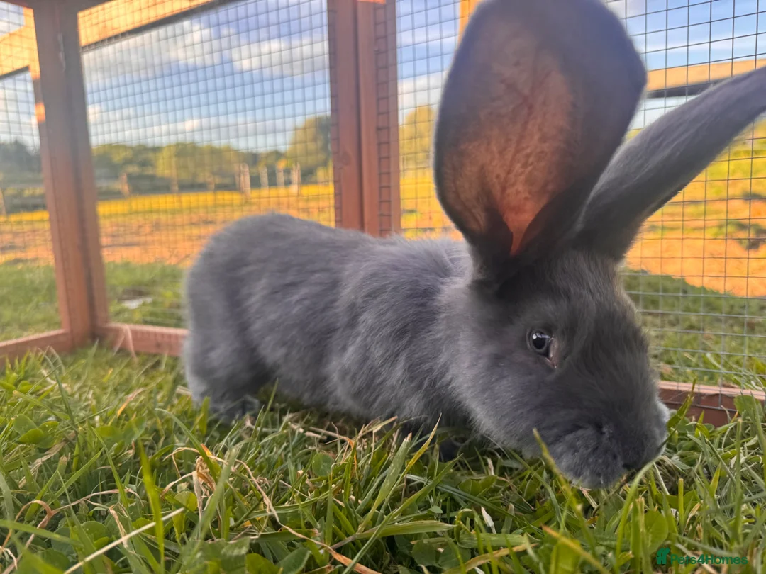 Continental Giant rabbits for sale: Pedigree giant breeding pair  - Advert 5