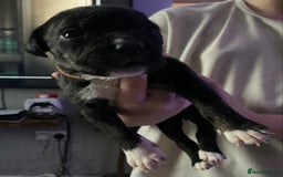 Mixed Breed dogs for sale: Cane corso x  - Image 14