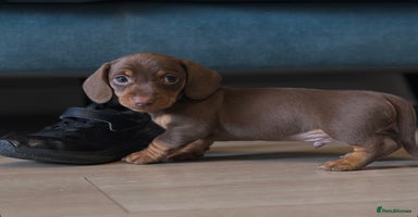 Miniature Dachshund dogs - Advert 5