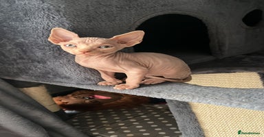 Sphynx cats - Advert 7