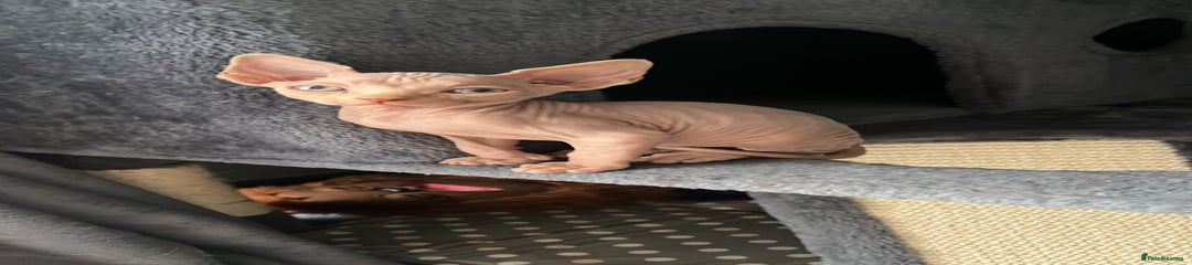 Sphynx Kitten 2
