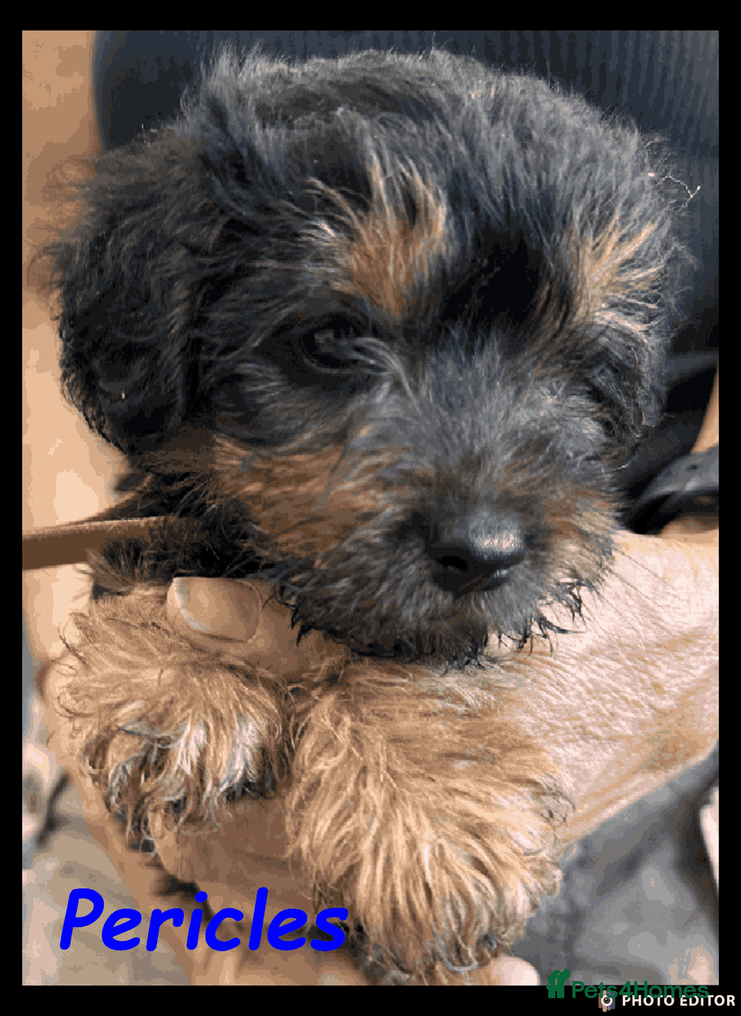 Mixed Breed dogs for sale: Beautiful Borderpoo Puppies – Ready 24th August - Image 12