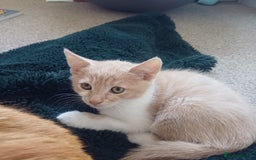 Mixed Breed cats for sale: White and beige kitten - Image 2