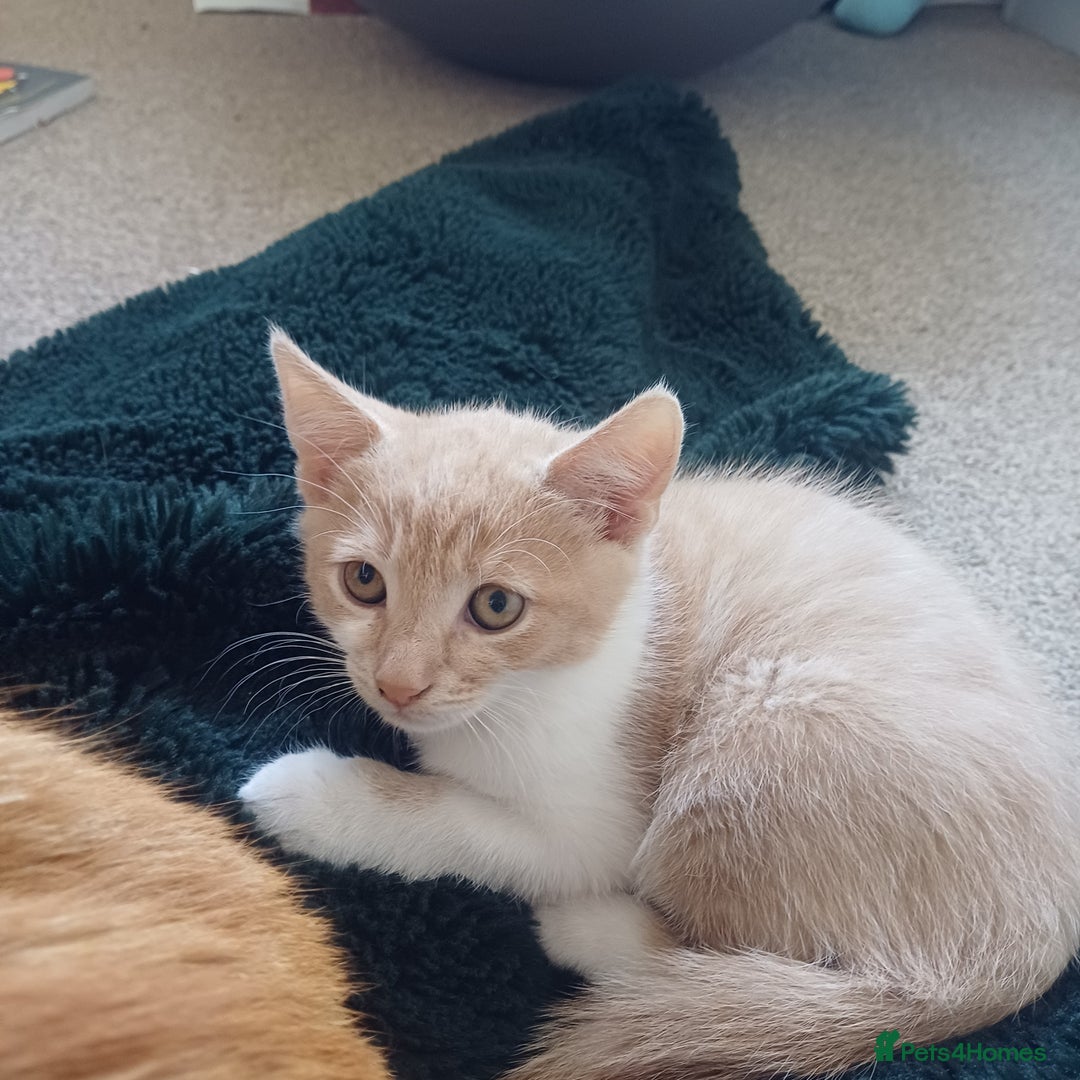 Mixed Breed cats for sale: White and beige kitten - Image 2