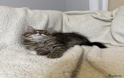 Mixed Breed cats for sale: Stunning Maine Coon x Norwegian Forest Kittens  - Image 11