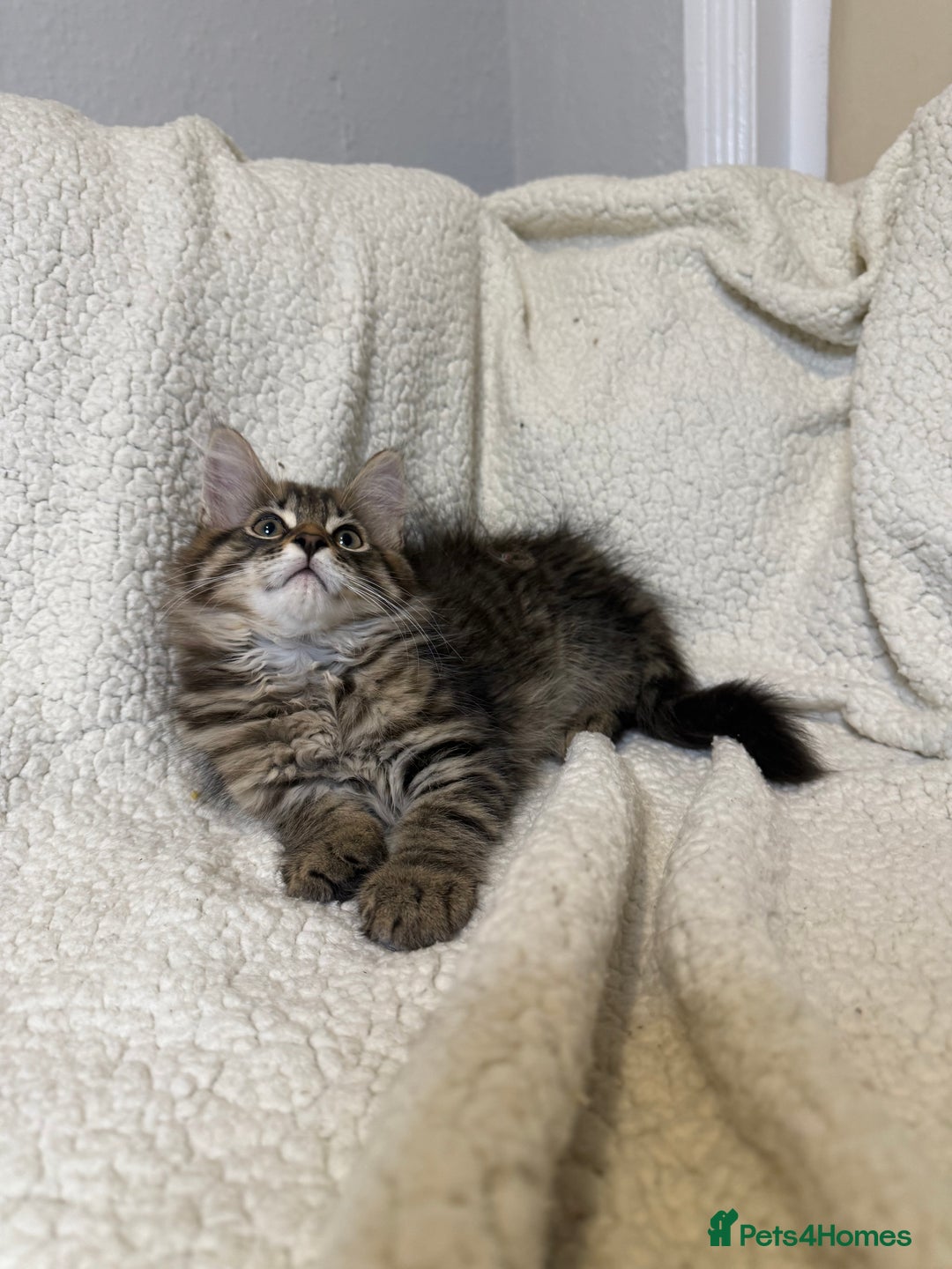 Mixed Breed cats for sale: Stunning Maine Coon x Norwegian Forest Kittens  - Image 11