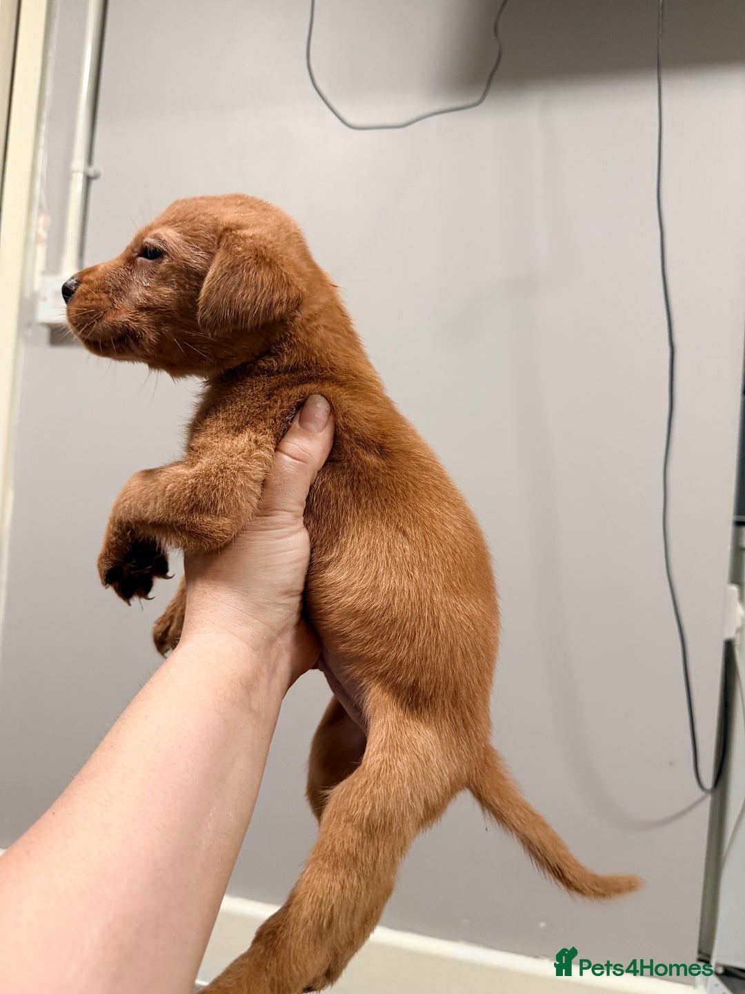 Labrador Retriever dogs for sale: Beautiful, fox red labradors - Advert 26