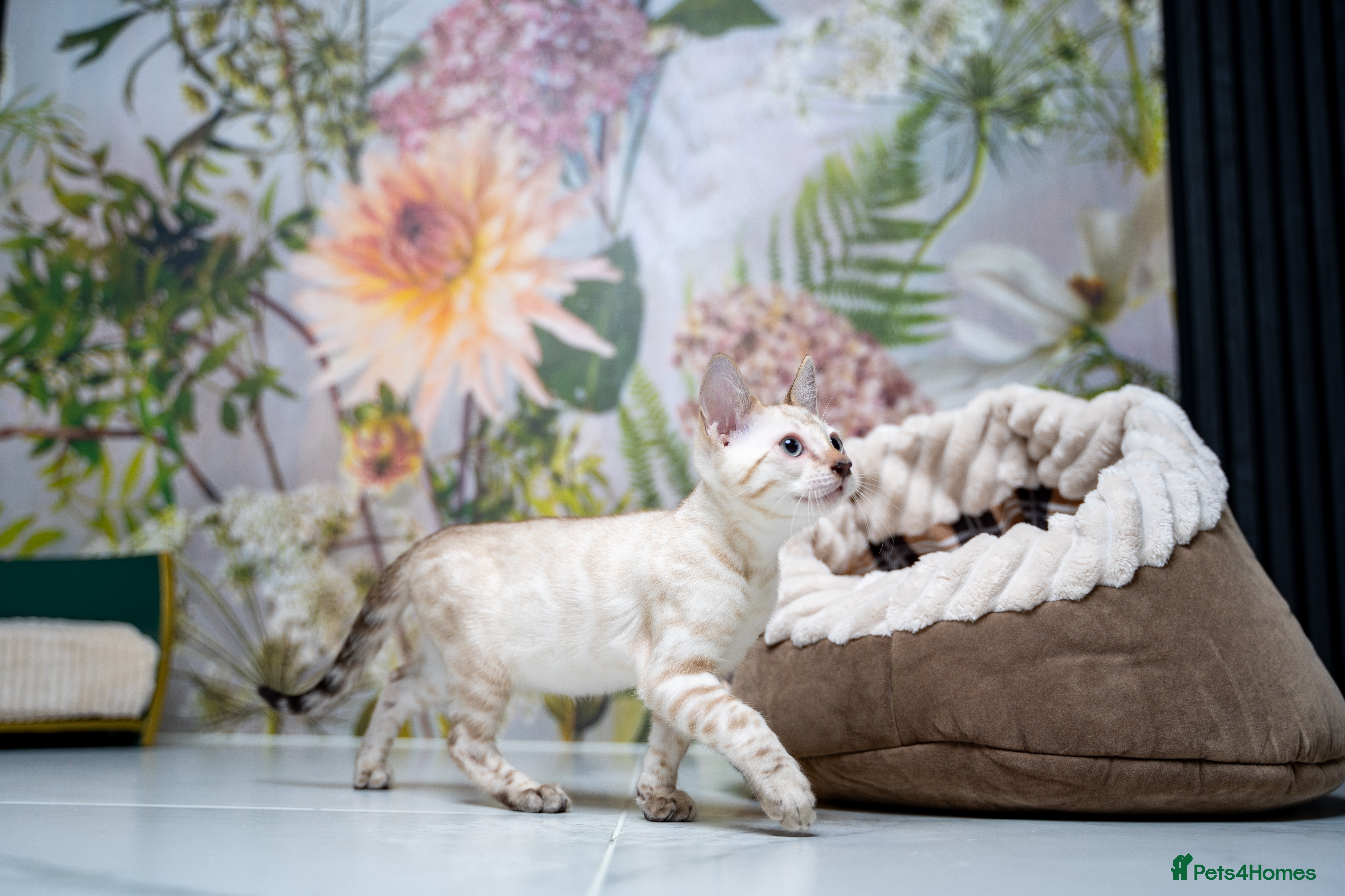 Bengal cats Garry -Snow Lynx Pure Bengal-TICA REG.-Playful boy - Advert 12