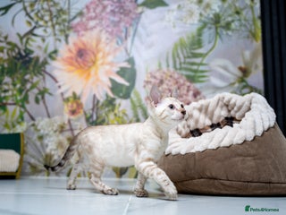 Bengal cats GOOBER-Snow Lynx Pure Bengal-TICA REG.-Playful boy - Advert 1