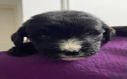 Mixed Breed dogs for sale: F1 St Berdoodle Pups  - Image 5