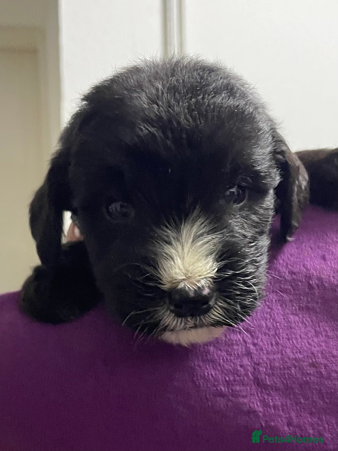 Mixed Breed dogs for sale: F1 St Berdoodle Pups  - Image 5