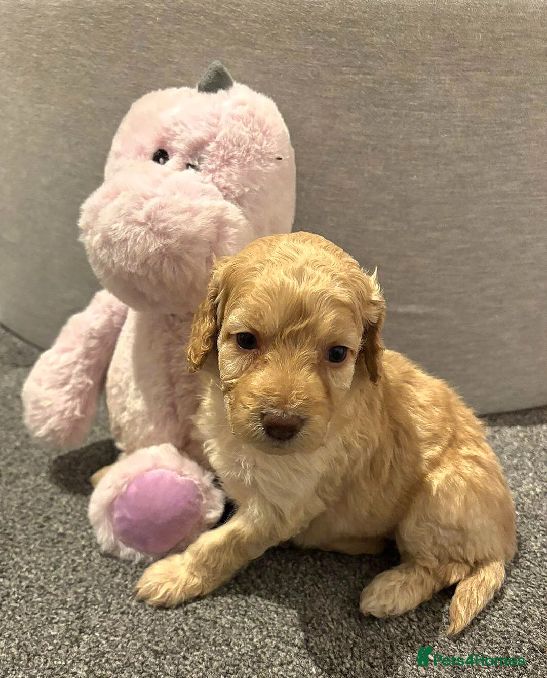 Cockapoo dogs for sale: Cockapoo Puppies - Advert 6