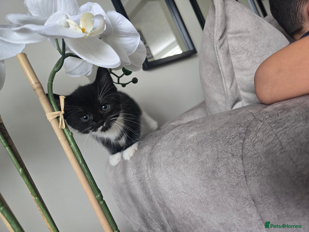 Domestic Shorthair cats for sale: Female kitten - Image 3