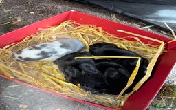 Mini Lop rabbits for sale: Top quality mini lop babies  - Image 5