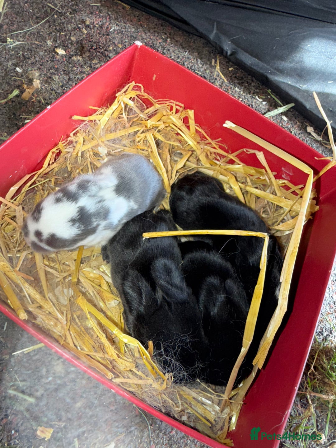 Mini Lop rabbits for sale: Top quality mini lop babies  - Image 5