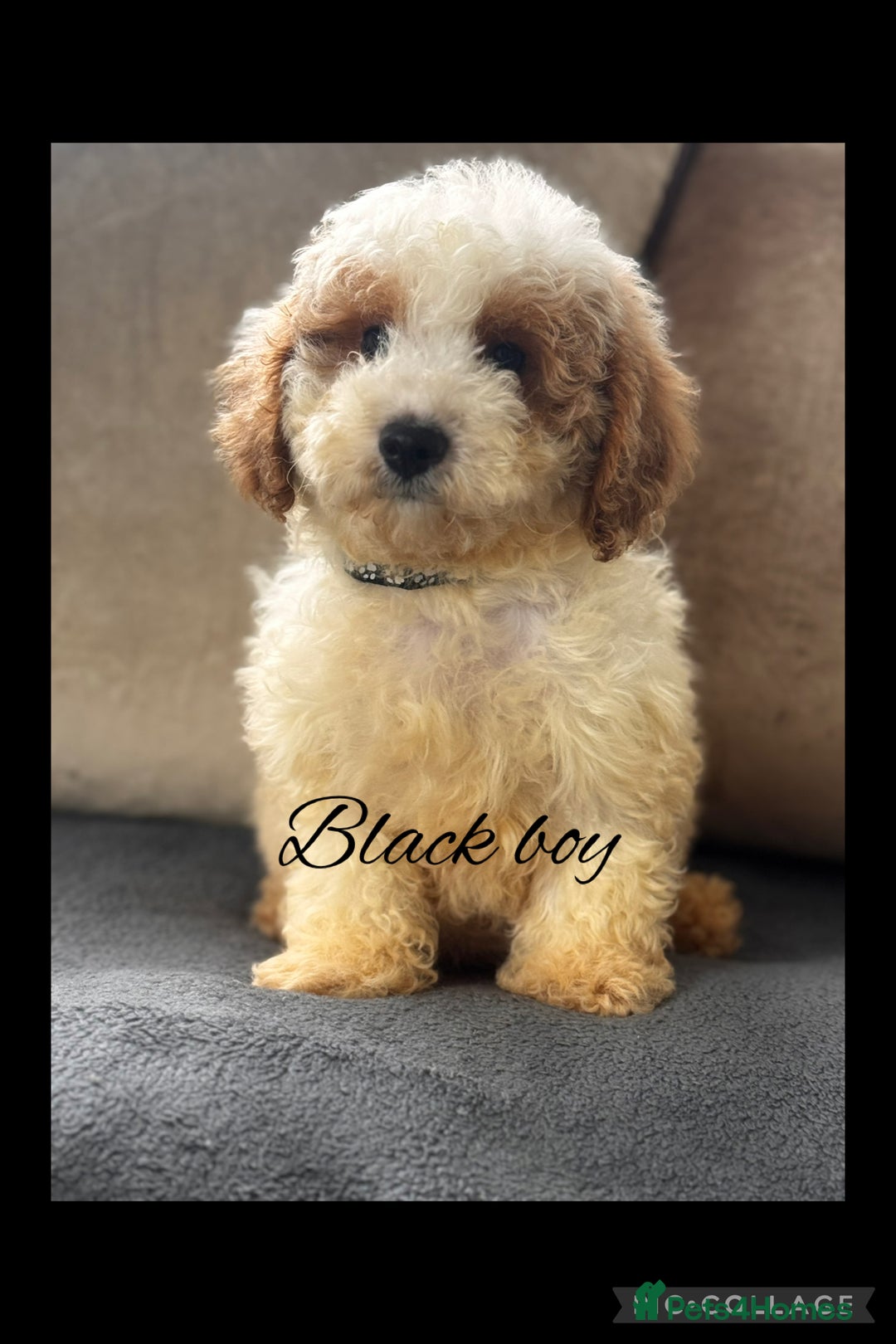 Cavachon dogs for sale: Amazing Cavapoochons  - Image 16