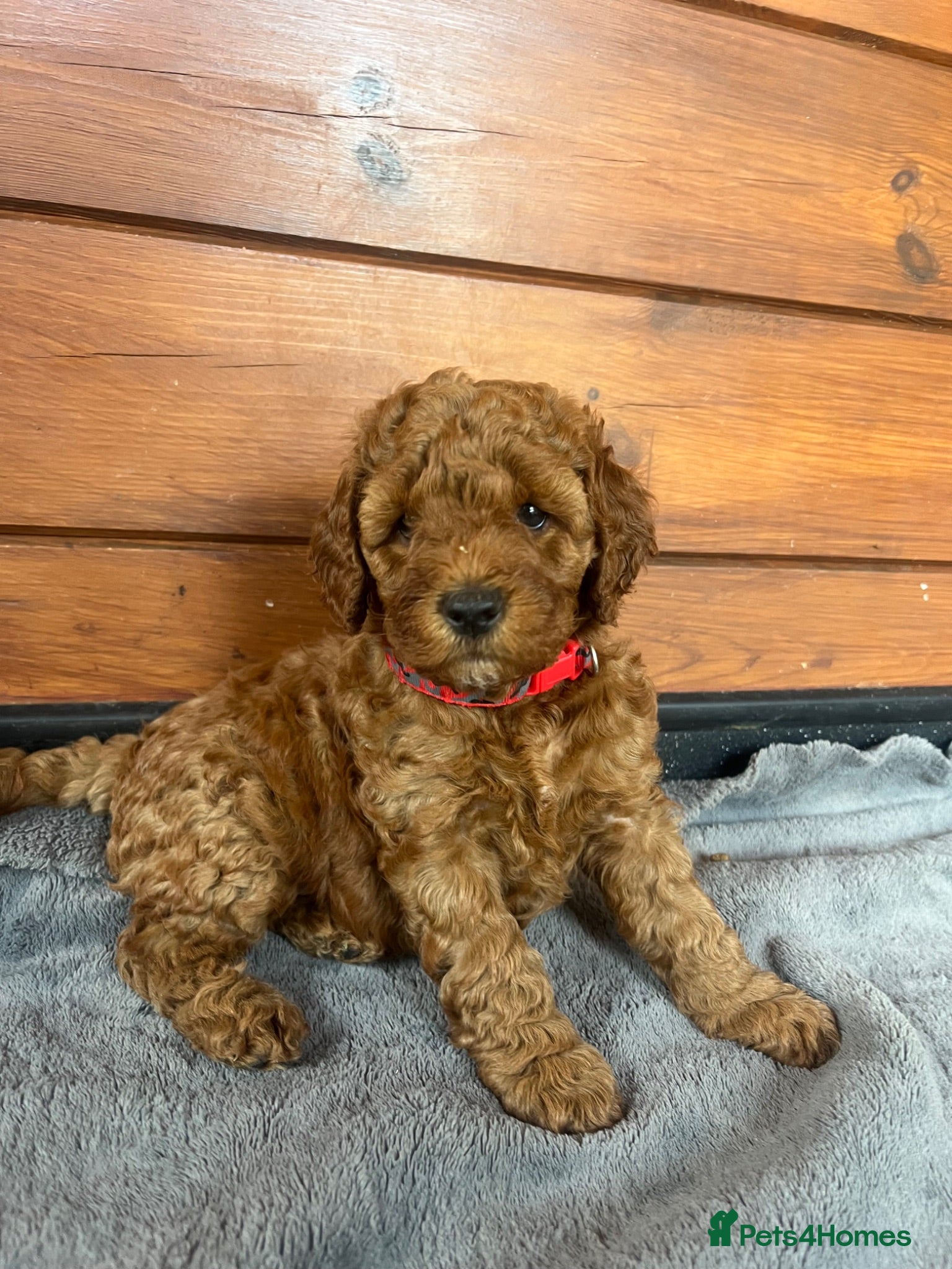 Cockapoo dogs Stunning Cockapoo Puppies - Advert 1