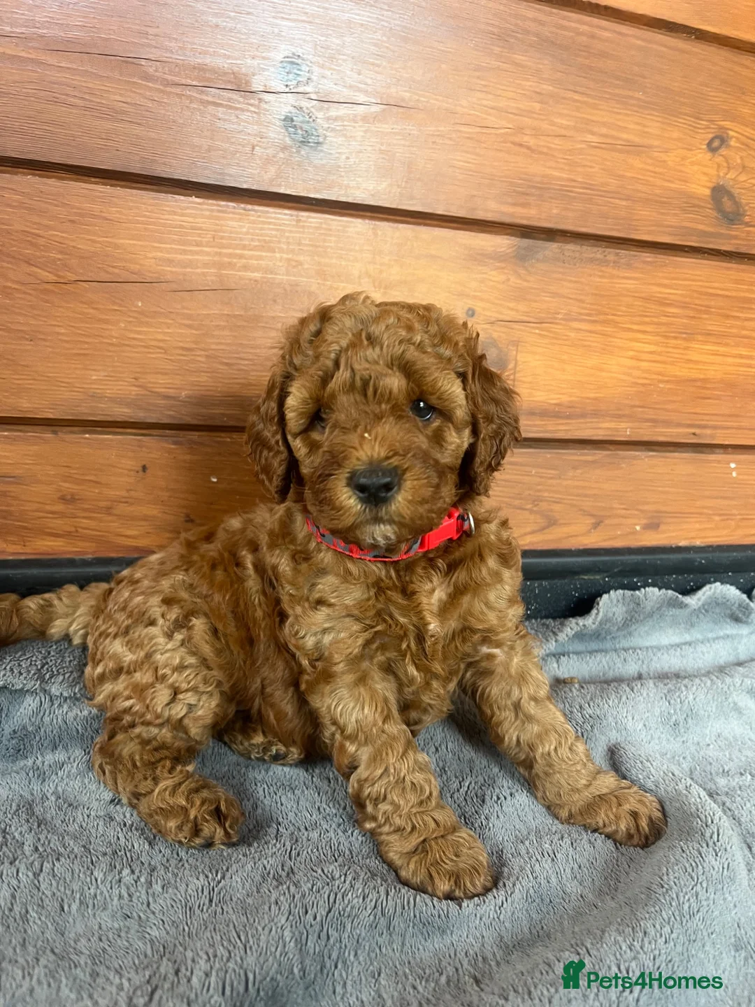 Cockapoo dogs for sale: Stunning Cockapoo Puppies - Advert 1