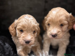 Cockapoo dogs - Advert 13