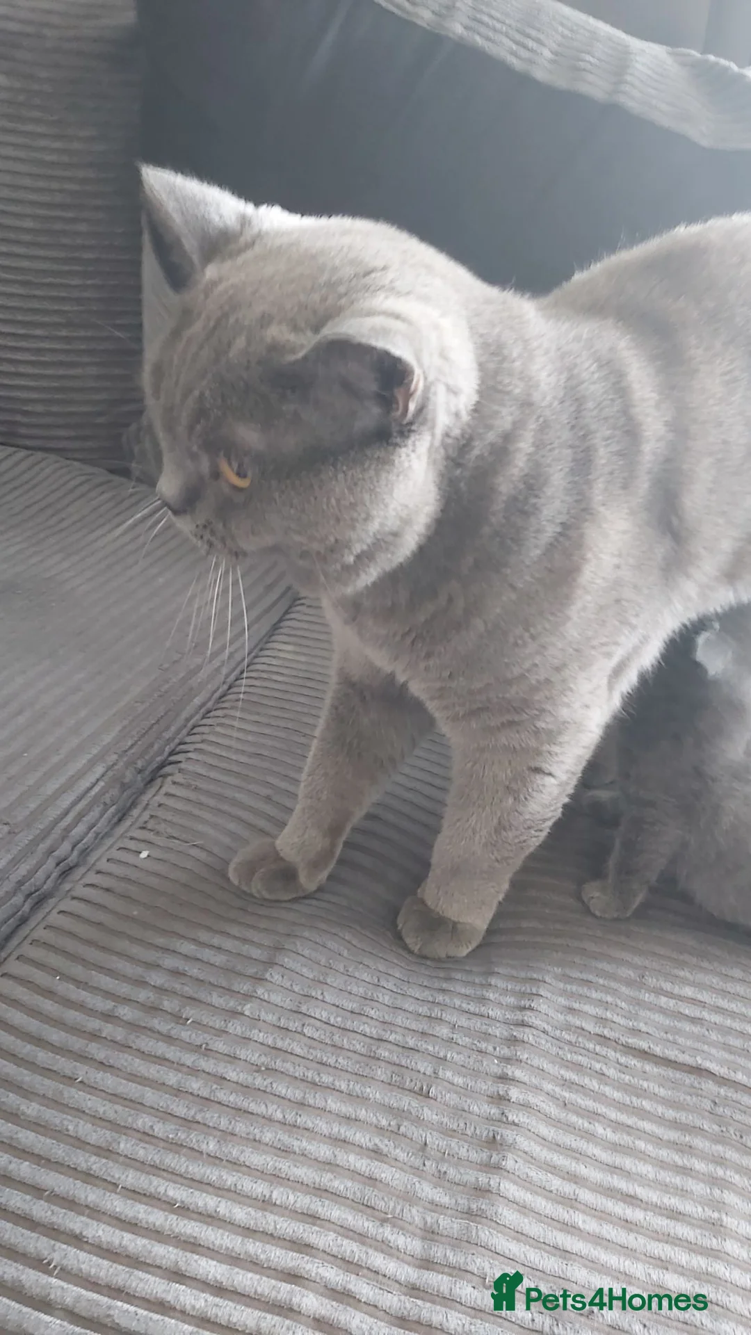 British Shorthair cats for sale: 7 gorgeous healthy bsh Cross moggy in Manchester - Advert 2