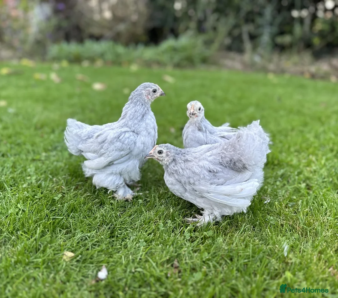 Chickens poultry for sale: Bantams and Pekins for sale in Shifnal - Advert 7