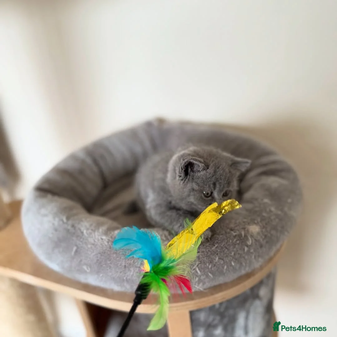 British Shorthair cats for sale: Adorable British Shorthair Kittens  - Advert 9