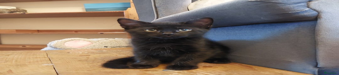 Kitten 2