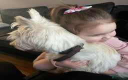West Highland Terrier dogs for sale: west highland terrier  - Image 2