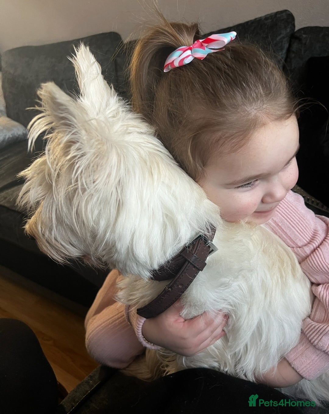 West Highland Terrier dogs for sale: west highland terrier  - Image 2