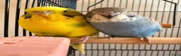 Budgerigars birds for sale: Lonely tame female budgie for free - Advert 1