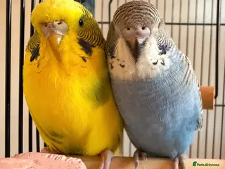 Budgerigars birds Lonely female budgie for free - Advert 3