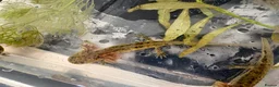 Axolotl reptiles for sale: Baby axolotls  - Advert 8
