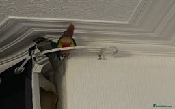 Conures birds for sale: Pair of conures 1 male 1 female  - Image 5