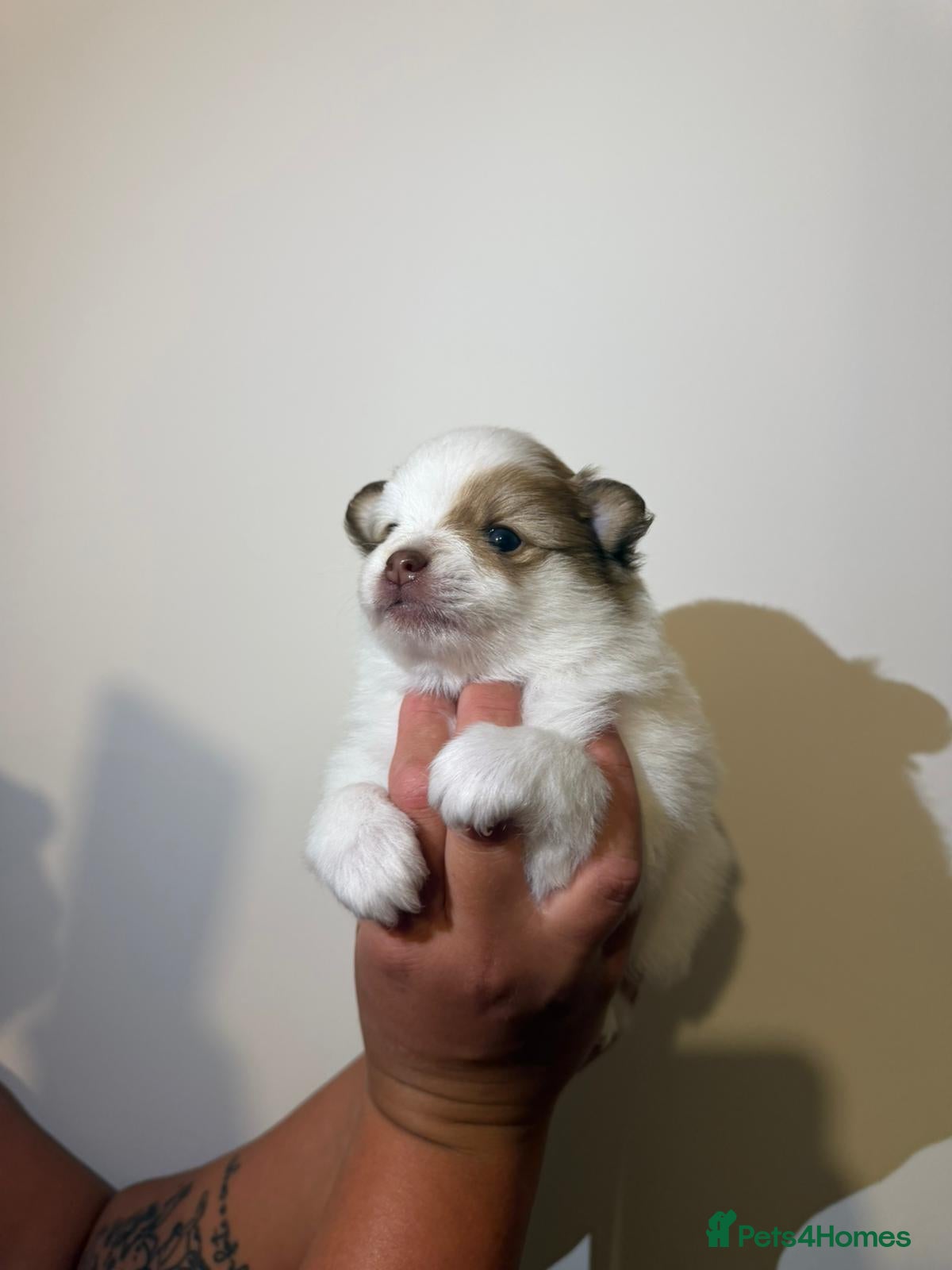 Pomeranian dogs for sale: Adorable Pomerania puppies  - Advert 9