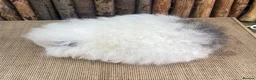 Guinea Pig rodents for sale: Baby Swiss sow - Advert 4