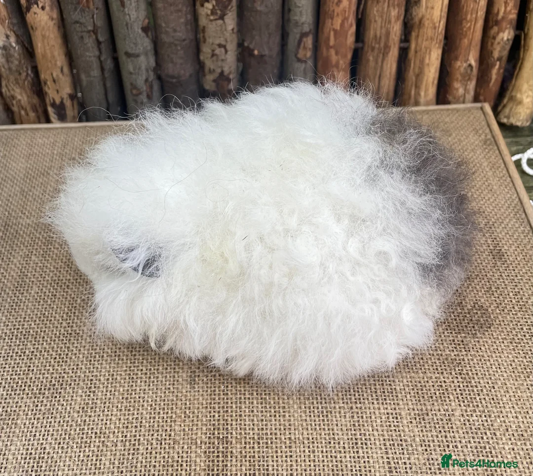 Guinea Pig rodents for sale: Baby Swiss sow - Advert 4