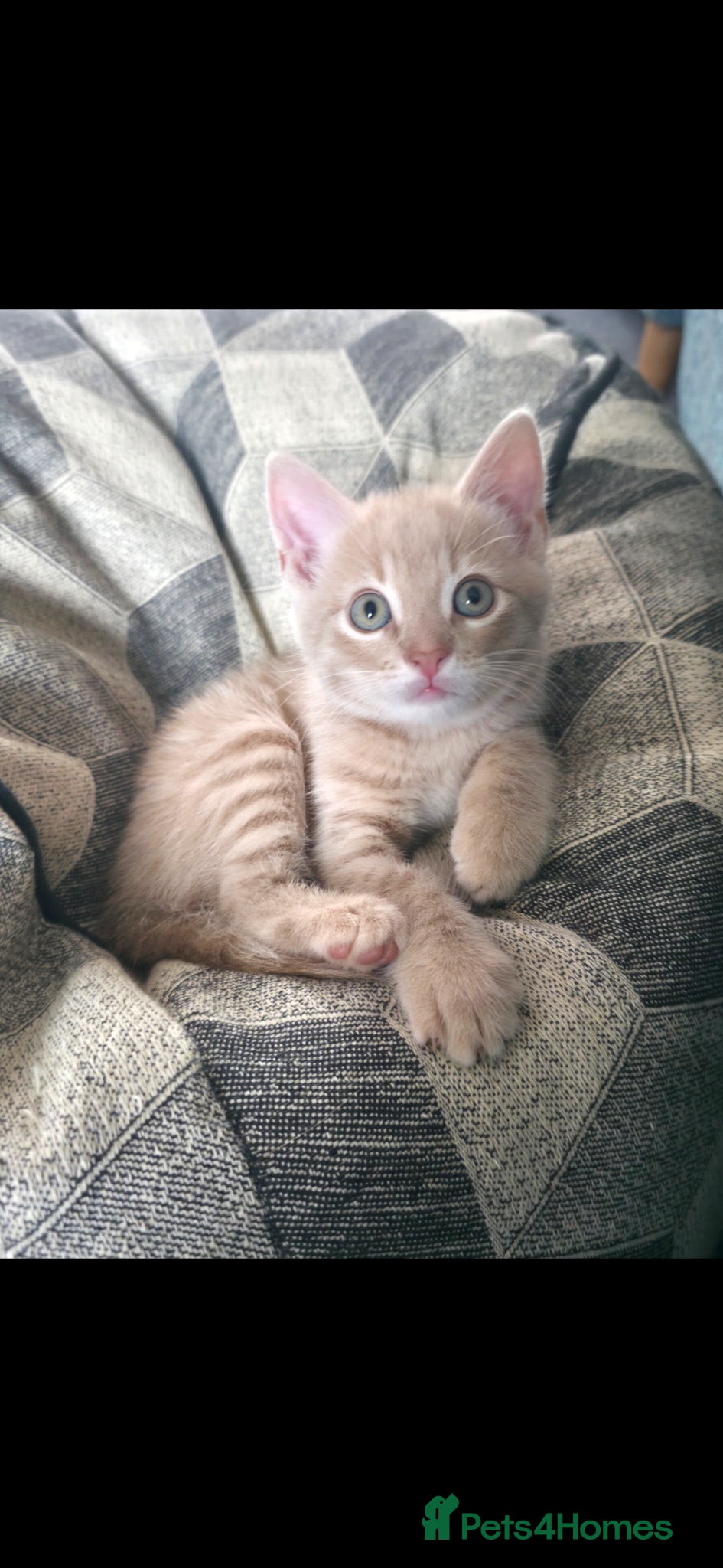 Mixed Breed cats Beautiful cream/blonde kitten - Advert 1