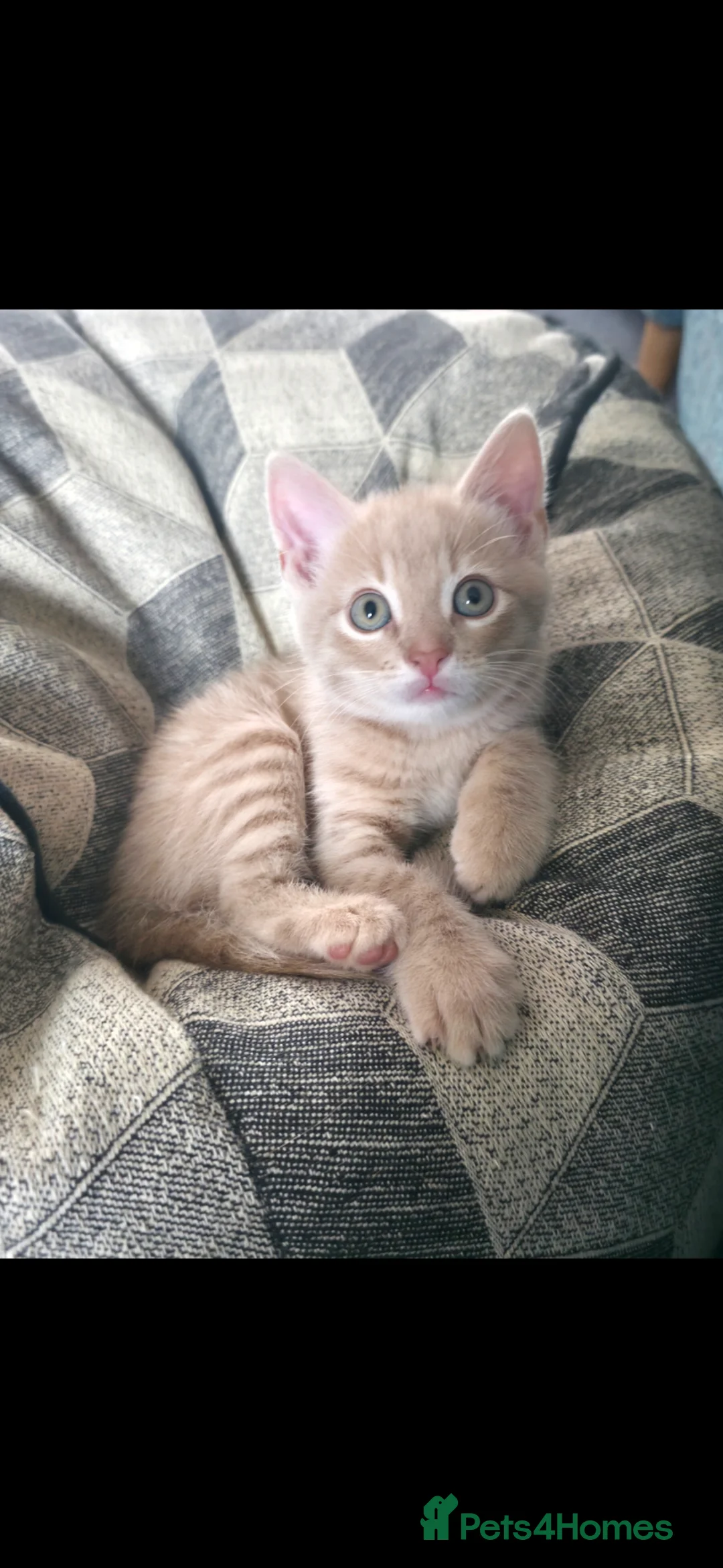 Mixed Breed cats for sale: Beautiful cream/blonde kitten - Advert 1